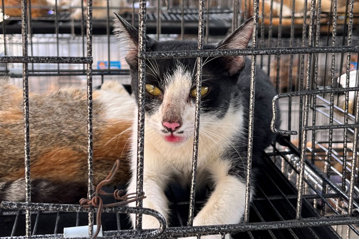 Cats seized by police at a facility in Ho Chi Minh City. More than 40 abducted cats have been reunited with owners after Vietnam police busted a feline theft ring and rescued 400 pets destined to be slaughtered for food, an animal rights group said June 16. -- Photo by Handout / Humane World for Animals Vietnam / AFP