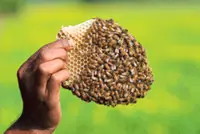 Following the flowers for honey
