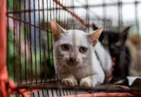 Stolen felines reunited with owners after Vietnam cat-meat bust