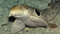 Scientists in Australia make a startling discovery of a new walking shark species