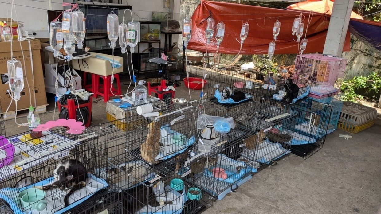 Rescued cats getting treatment in Ho Chi Minh City, Vietnam onJune 17, 2026- Vietnam Cat Welfare via AP