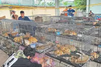 Cat theft ring busted, 400 saved from slaughter trade