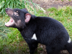'Unstable' Tasmanian devil found after 15 days on the run