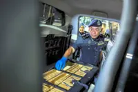 University student caught smuggling ganja buds worth RM1.17mil