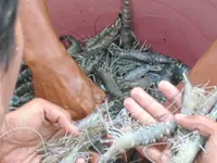 Trade restrictions with Thailand mean opportunities for local producers, says Fisheries