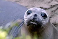 Bird flu kills more than 13,000 seal pups on remote Australian island