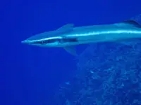Sucker fish are hiding in manta rays' rear ends, new study reveals