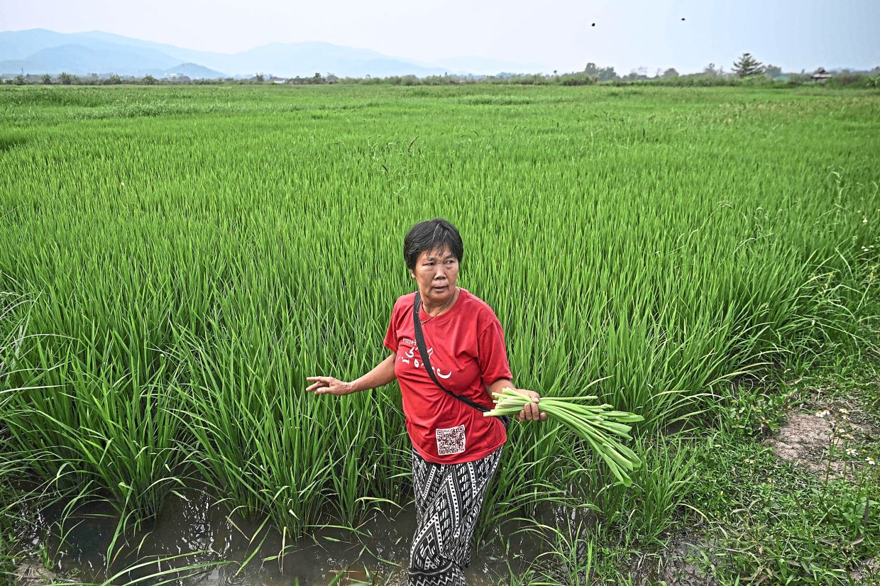 Siriporn picking yellow velvet leaf in her rice field that has previously been treated with Soil Digest, in Chiang Rai province, in this file photo from March 18, 2026. — AFP 