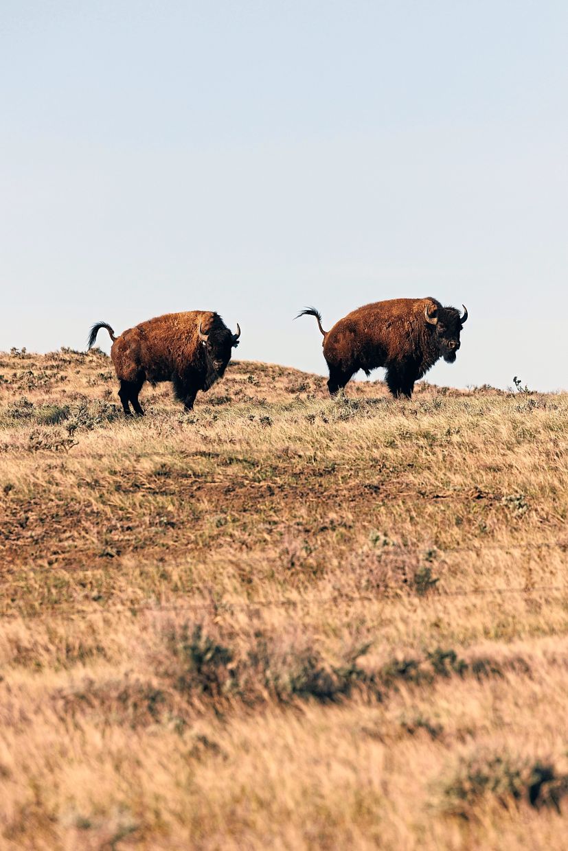 Bison near Malta, Montana. The Trump administration is evicting bison herds from federal grasslands in Montana, siding with ranchers and Republican leaders over environmentalists and tribal leaders. — John Stember/The New York Times 