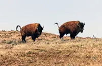 A prairie power struggle