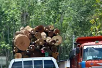 GOF raids illegal sawmill in Gua Musang, seizes RM1.69mil in timber
