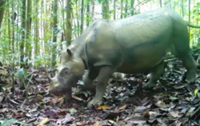 Indonesia to capture last-known wild Bornean rhino for IVF