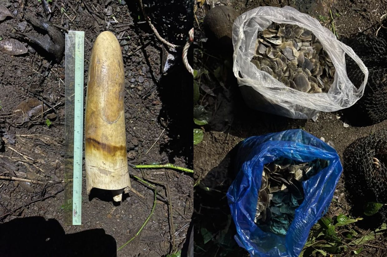 Wildlife officials seize elephant tusk, live pangolins in Kinabatangan operation