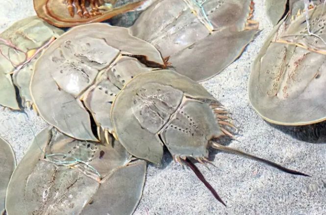 Malaysia sees 14.44% increase in horseshoe crab landings