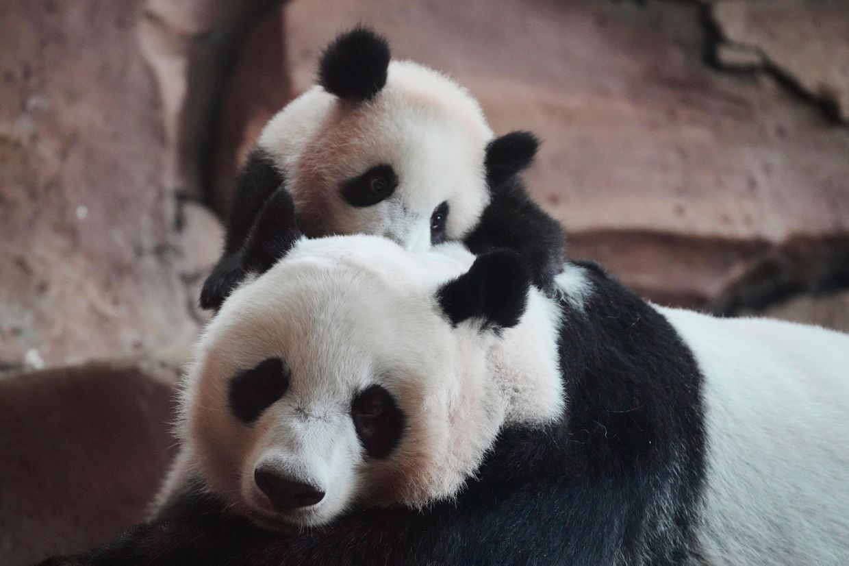 Satrio Wiratama, nicknamed - Rio - top, the first giant panda cub born in Indonesia, plays with his mother, Hu Chun, in their enclosure during a public viewing at Indonesia Safari Park in Cisarua, West Java, Indonesia, on Saturday, June 20, 2026. AP Photo/Tatan Syuflana