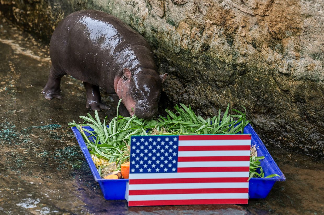Moo Daeng, an almost three-month-old female pygmy hippo, eats food from a tray marked with a US flag, ahead of the 2026 World Cup soccer match between the United States and Australia during an event in which animals predict match results at Nakhon Ratchasima Zoo, in Nakhon Ratchasima province, Thailand. -- Photo: REUTERS/Chalinee Thirasupa
