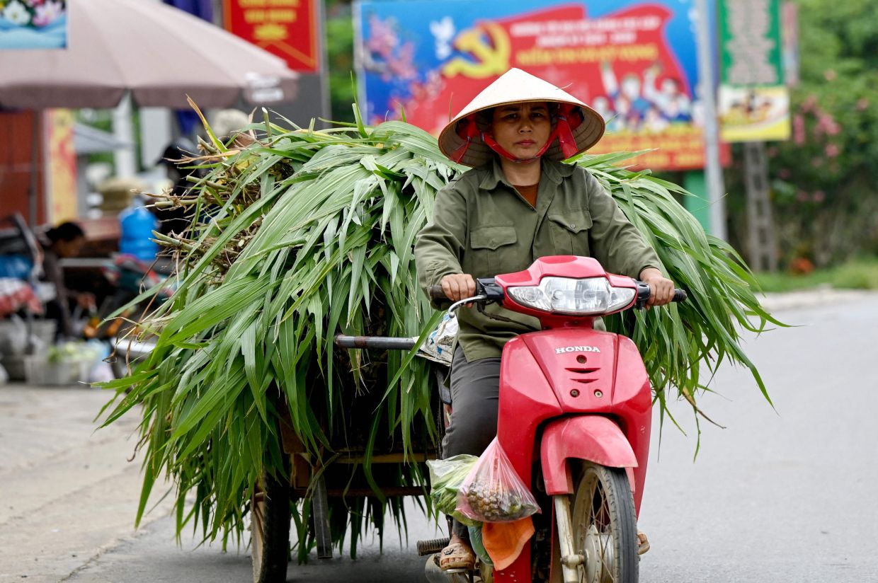 A woman rides a motorbike transporting bundles of grass on a road in Hanoi. -- Photo by Nhac NGUYEN / AFP