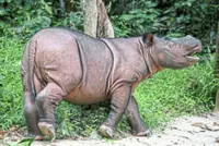 Last-known wild Bornean rhino sought for IVF