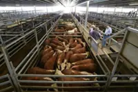 China says to impose 55% levy on Australian beef after quota hit
