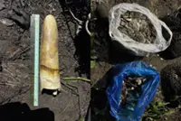 Wildlife officials seize elephant tusk, live pangolins in Kinabatangan operation