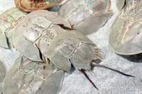 Malaysia sees 14.44% increase in horseshoe crab landings