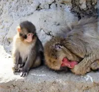Punch and other monkeys to get air-conditioned, bigger yard at Japanese zoo