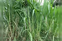 Cambodia's Pursat selected for new ‘giant king grass’ planting campaign