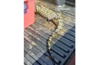Fisherman catches 10kg croc in river near Sg Lereh flats in Melaka