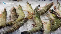 Malaysia, Thailand step up talks over shrimp import suspension