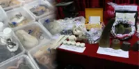 Laos seizes over 60 kg of suspected wildlife products and 294 live animals in two operations