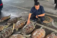 Police in Bali foil an attempt to trade protected 21 live green sea turtles and arrest a suspect