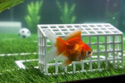 Soccer-Goldfish Swimbappe's World Cup predictions make a splash in Toronto