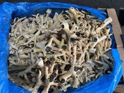Two Vietnamese women charged in chicken feet smuggling worth US$13mil