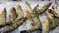 Malaysia, Thailand step up talks over shrimp import suspension