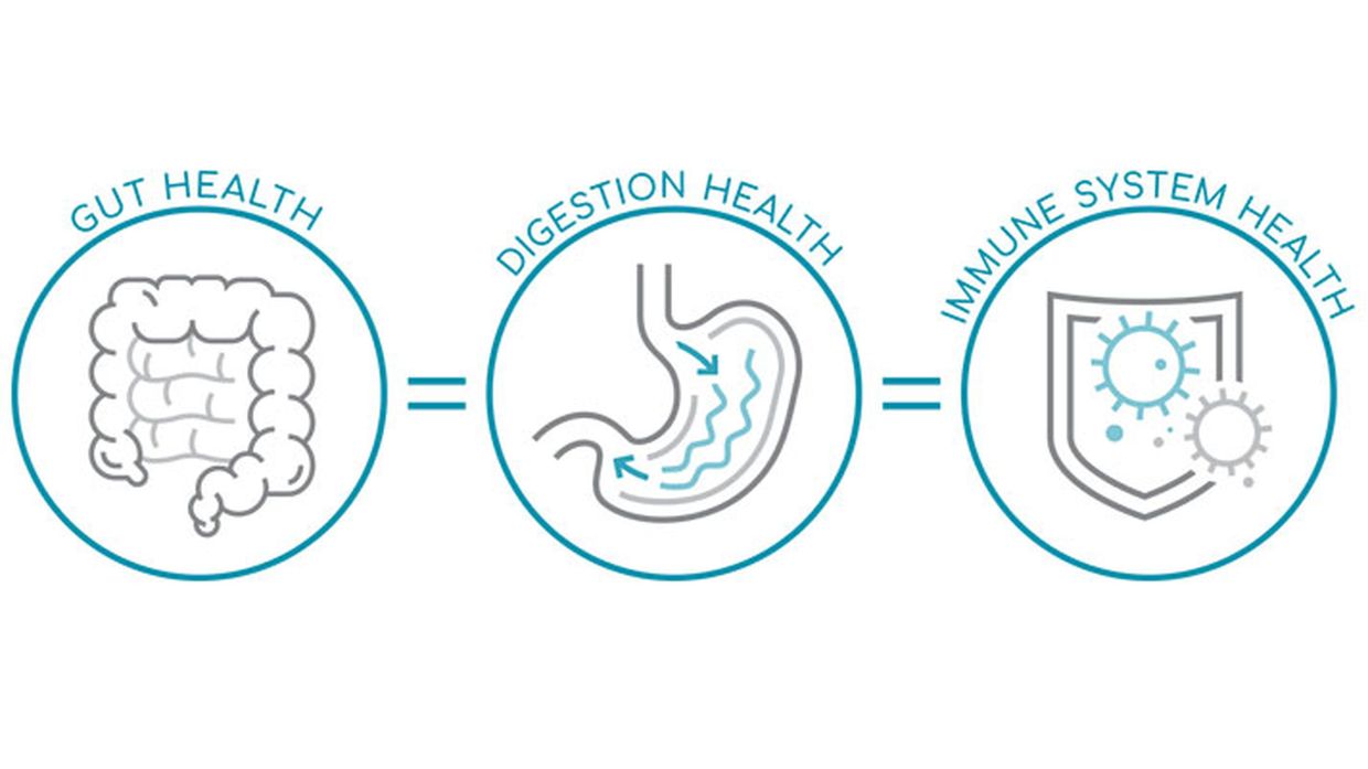 Gut health is closely linked to immune function.