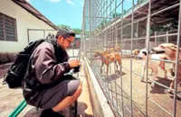 Shining a light on ‘unseen’ canines 