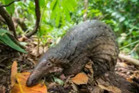 10 pangolins and wildlife parts seized