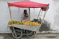 Pakistan's mango exports shrink as Middle East war impacts linger