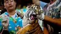 Notorious Mekong wildlife trafficking ring has been exposed by authorities, nearly 300 animals saved