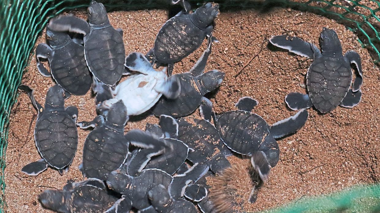 Sea turtle hatchlings ready to be released at Pulau Libaran.