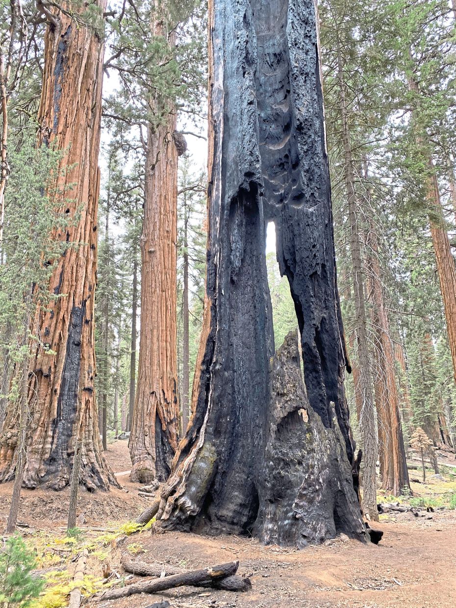 A giant sequoia tree scorched by fire.