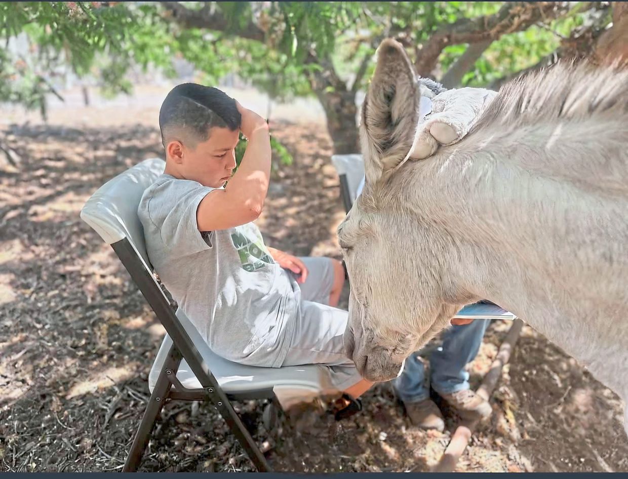 Therapeutic riding sessions help participants emotional well-being through guided interactions with horses.