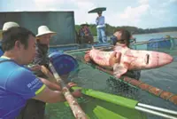 Welcome back: Sturgeon once extinct in the wild returns to China’s Yangtze River