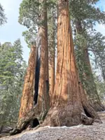 Large-scale restoration effort of California's giant sequoias launched