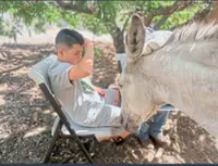 US ranch supports mental health through therapeutic horse riding programmes