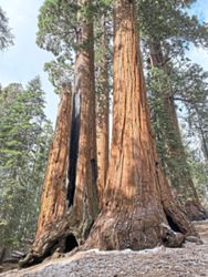 Large-scale restoration effort of California's giant sequoias launched