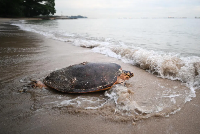 The hawksbill turtle returning to the sea on June 22. - ST