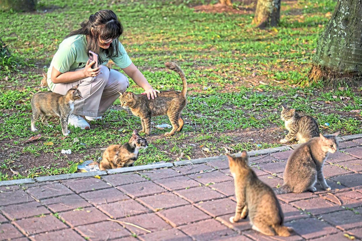 A volunteer calling stray cats with food before checking if they have been neutered or not at a park in Jakarta, prior to taking them to a clinic.