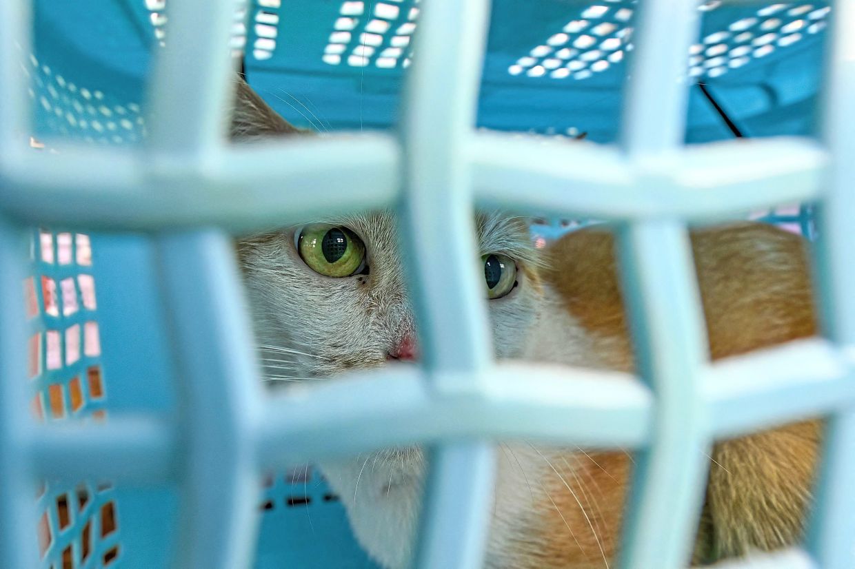 A stray cat placed in a carrier at a park in Jakarta, after volunteers identified it to be vaccinated and neutered.