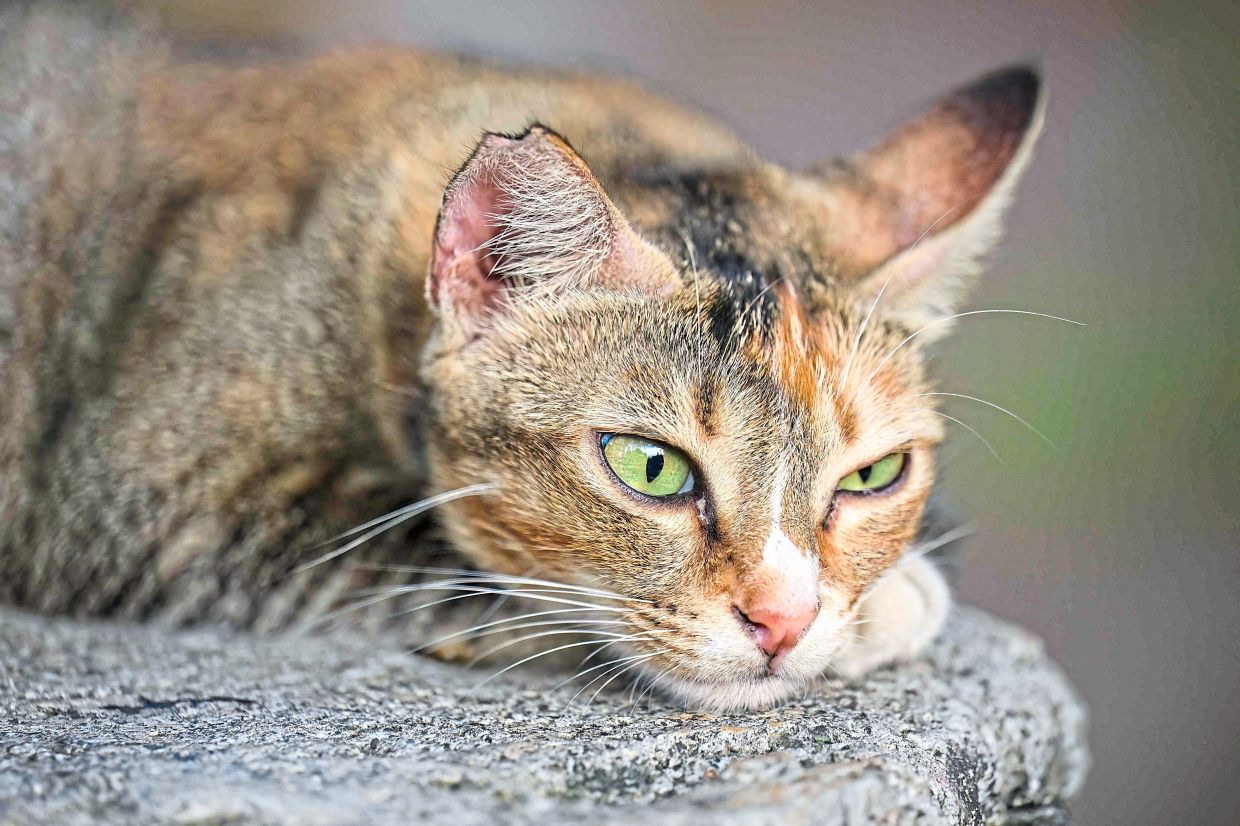 In Jakarta, street cats are ubiquitous and, for the most part, doted on.